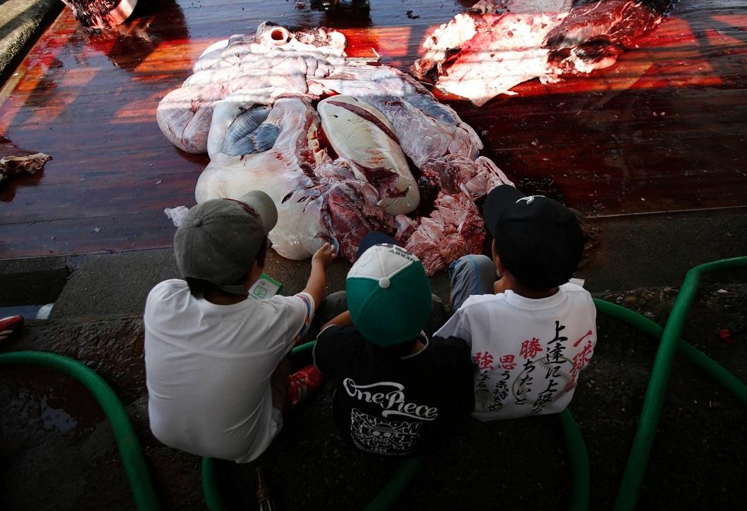 Фотография: Японские китобои разделали кита перед толпой школьников №9 - BigPicture.ru