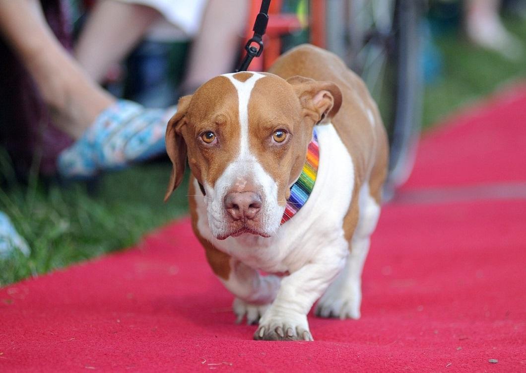 Фотография: Самая уродливая собака в мире 2014 года №8 - BigPicture.ru