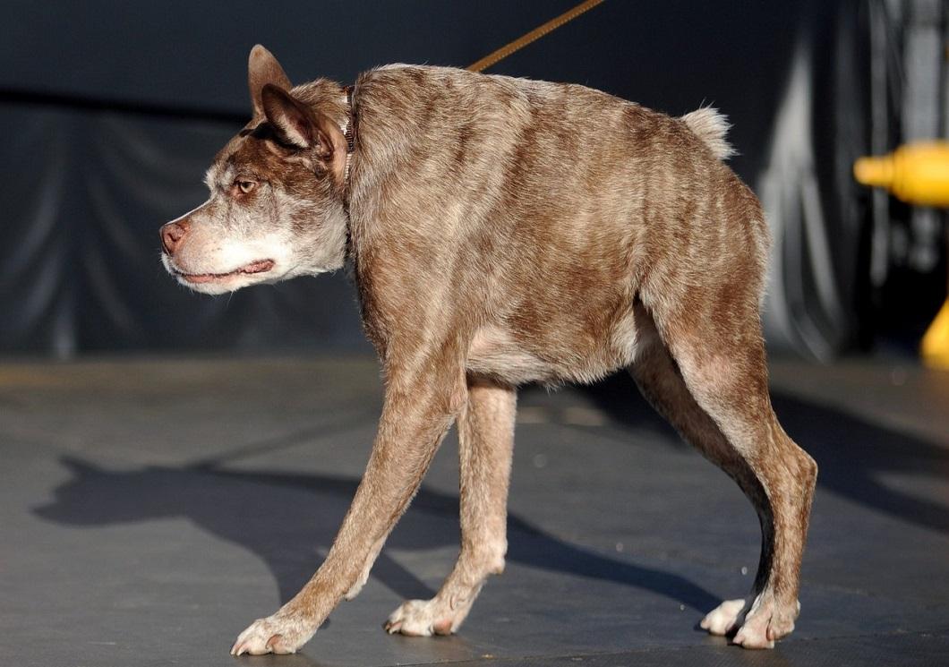 Фотография: Самая уродливая собака в мире 2014 года №9 - BigPicture.ru
