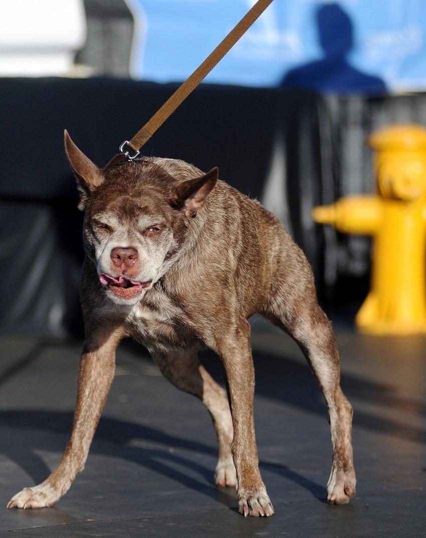 Фотография: Самая уродливая собака в мире 2014 года №10 - BigPicture.ru