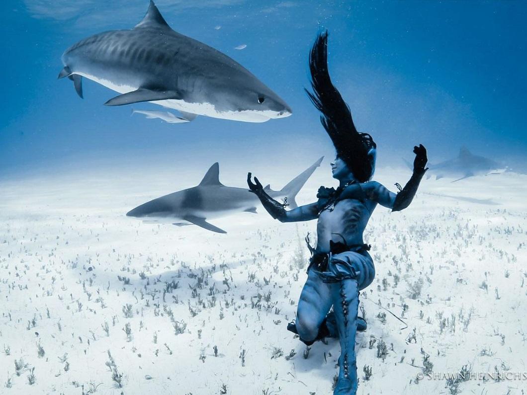 Фотография: Танцы с тигровыми акулами №12 - BigPicture.ru