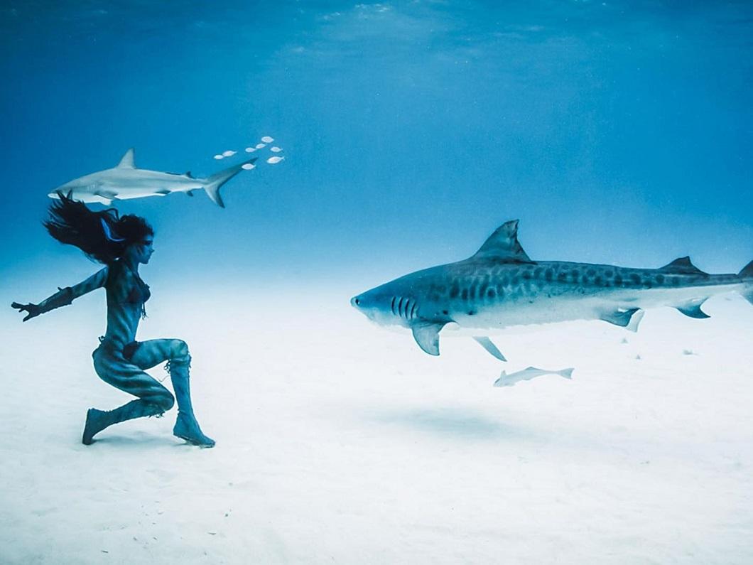 Фотография: Танцы с тигровыми акулами №4 - BigPicture.ru