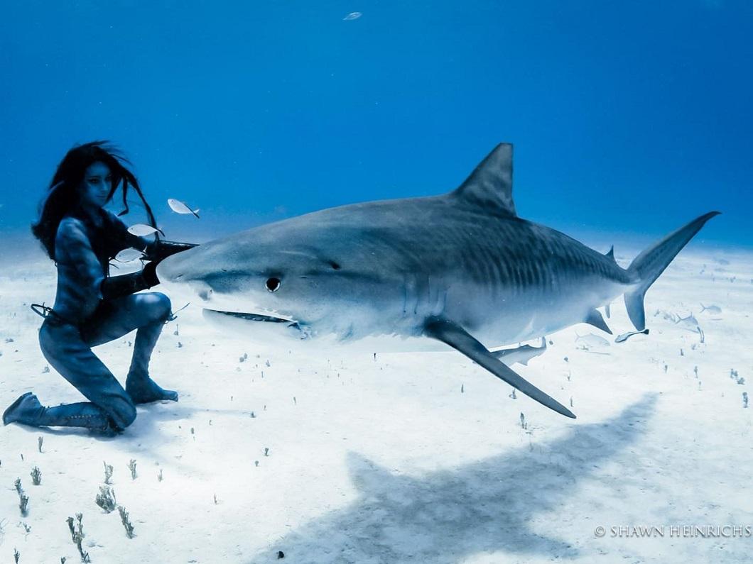 Фотография: Танцы с тигровыми акулами №6 - BigPicture.ru