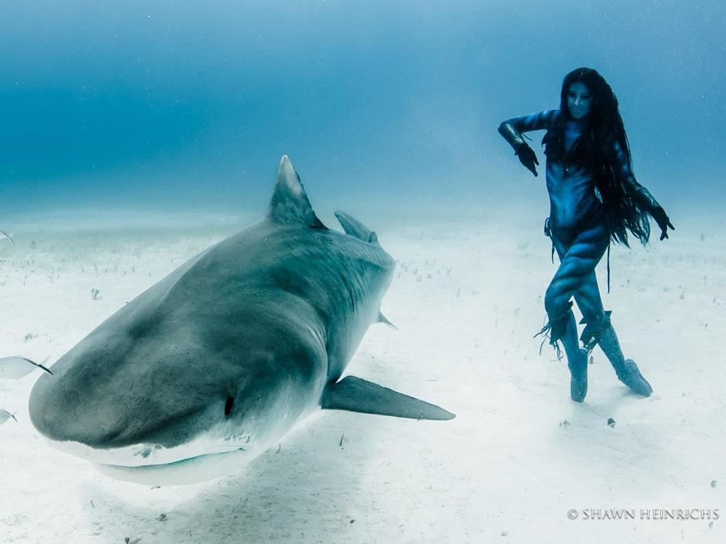 Фотография: Танцы с тигровыми акулами №8 - BigPicture.ru