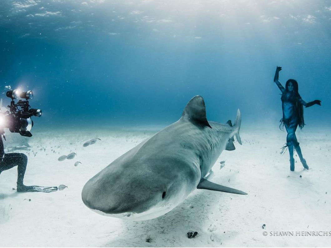 Фотография: Танцы с тигровыми акулами №10 - BigPicture.ru