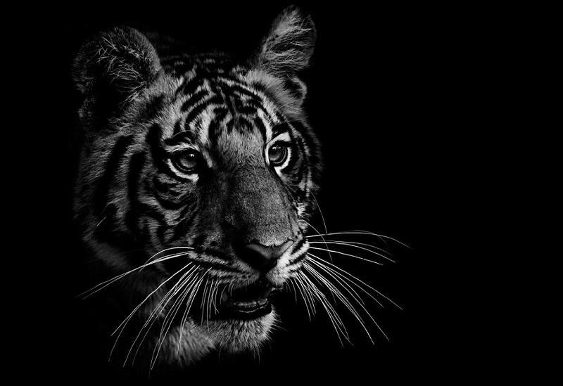 Фотография: Черно-белые портреты диких животных №1 - BigPicture.ru