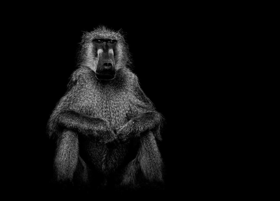 Фотография: Черно-белые портреты диких животных №11 - BigPicture.ru