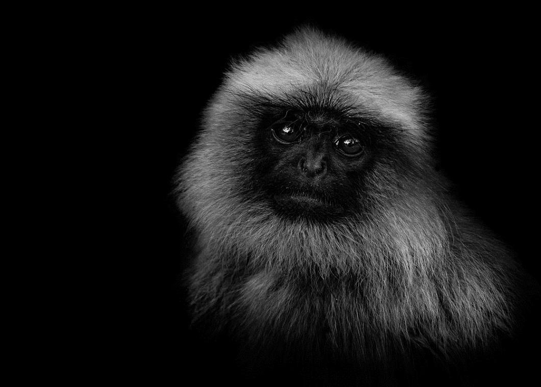 Фотография: Черно-белые портреты диких животных №13 - BigPicture.ru