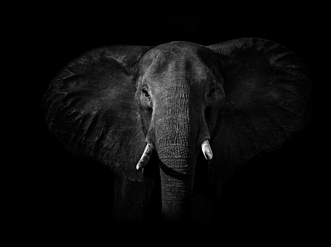 Фотография: Черно-белые портреты диких животных №3 - BigPicture.ru