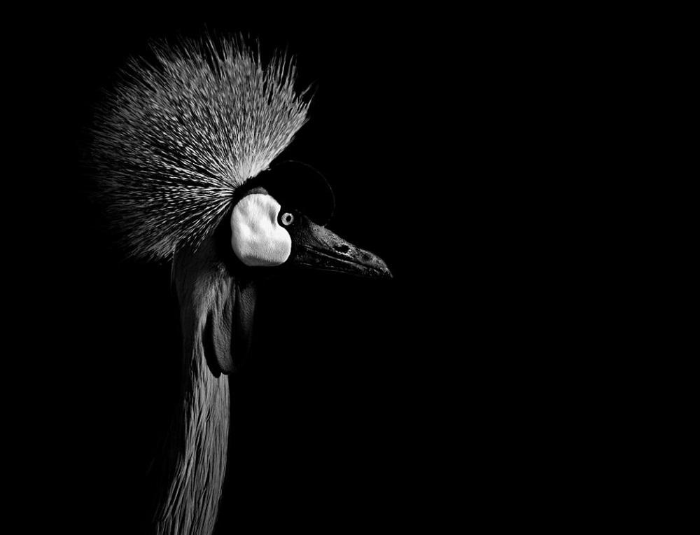 Фотография: Черно-белые портреты диких животных №4 - BigPicture.ru