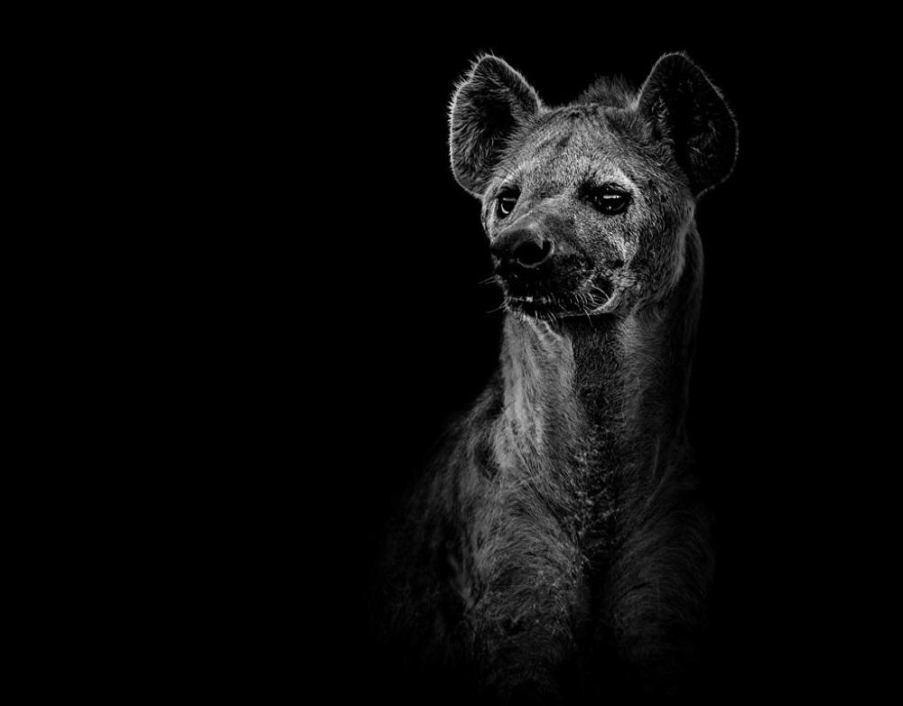 Фотография: Черно-белые портреты диких животных №5 - BigPicture.ru