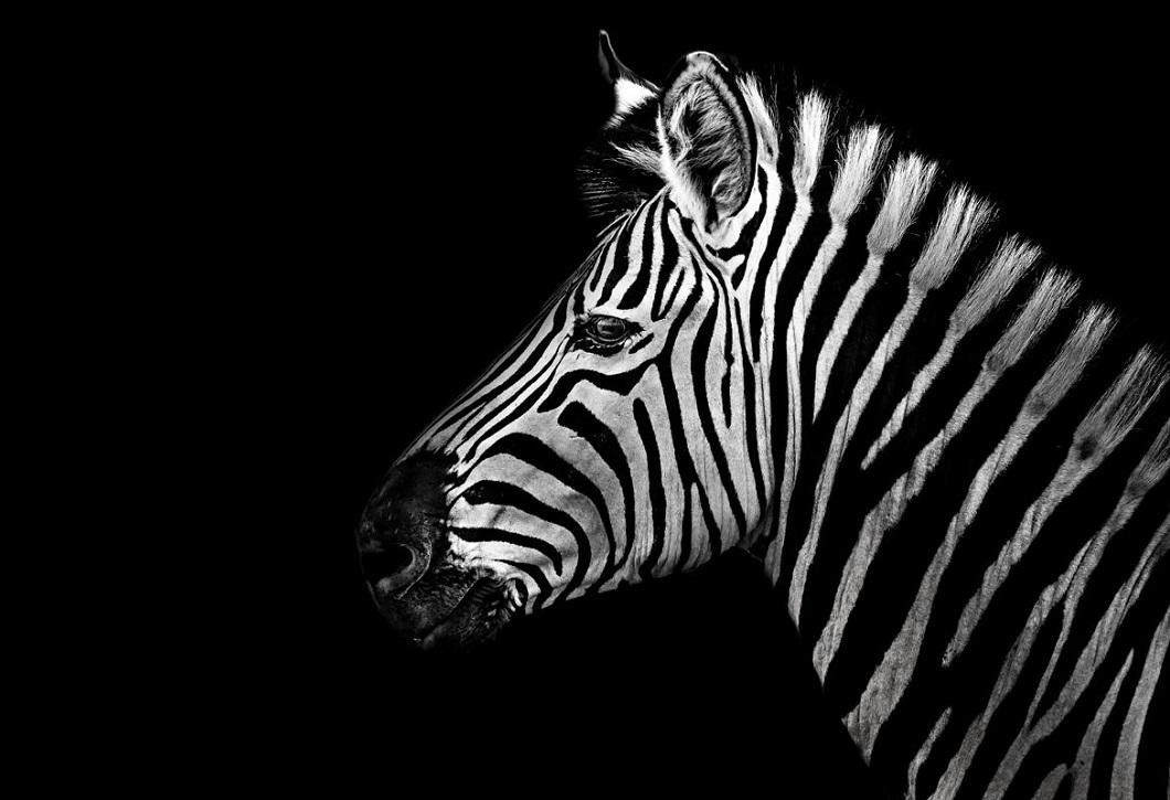 Фотография: Черно-белые портреты диких животных №6 - BigPicture.ru