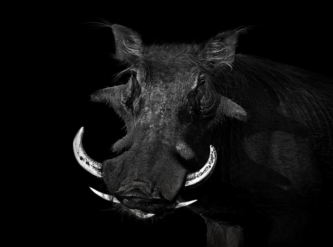 Фотография: Черно-белые портреты диких животных №10 - BigPicture.ru