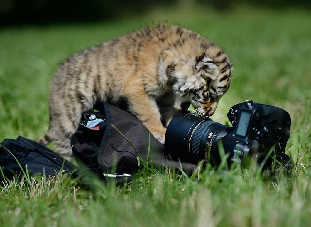 Фотография: Носорог Мануэла и другие лучшие фото животных со всего мира за неделю №8 - BigPicture.ru