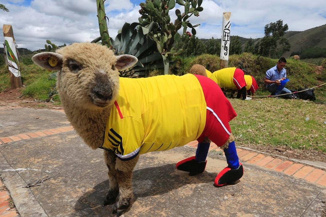 Фотография: Овцы, одетые в форму сборной Колумбии и другие лучшие фото животных со всего мира за неделю №4 - BigPicture.ru