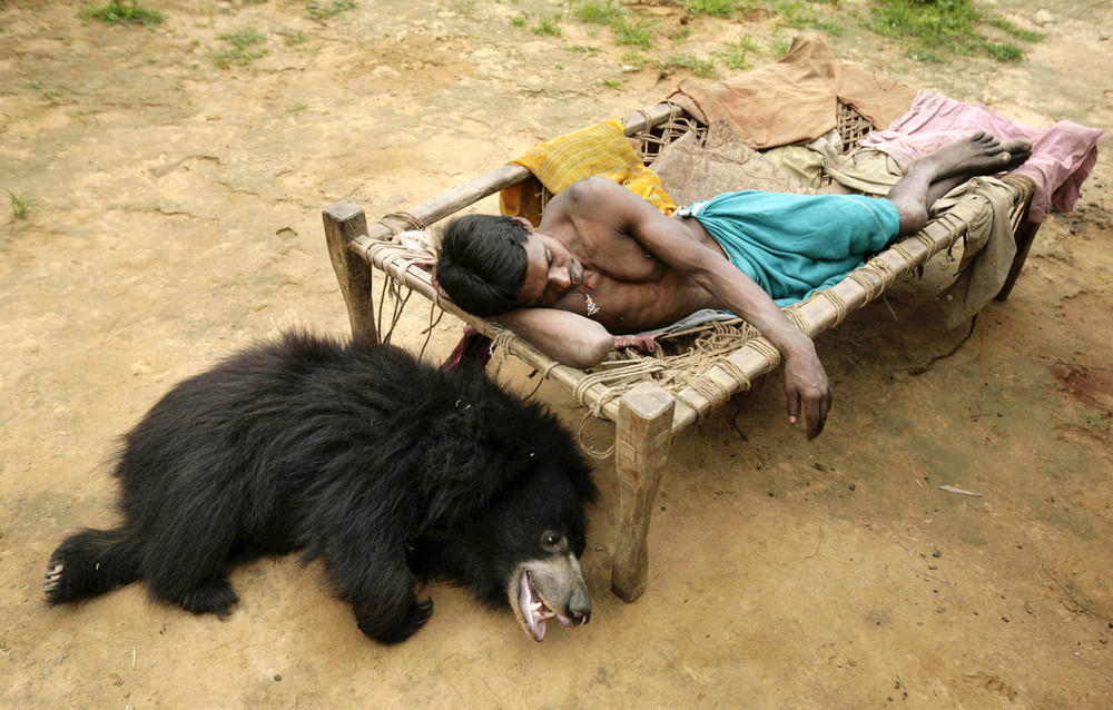 Фотография: Необычный питомец: ручной медведь в индийской семье №8 - BigPicture.ru