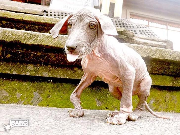 Фотография: Спасение и невероятное преображение пса Фрэнки, найденного в канаве №2 - BigPicture.ru