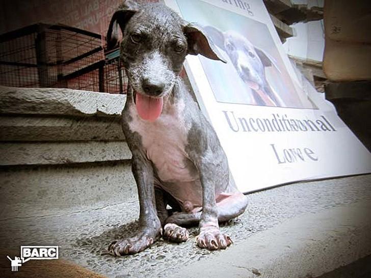 Фотография: Спасение и невероятное преображение пса Фрэнки, найденного в канаве №3 - BigPicture.ru