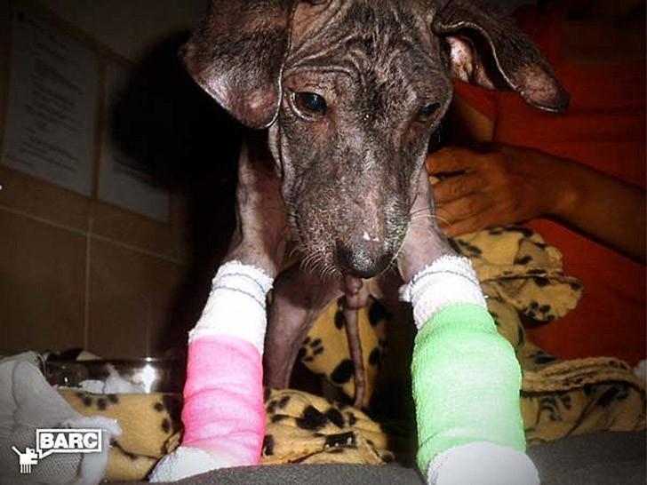Фотография: Спасение и невероятное преображение пса Фрэнки, найденного в канаве №5 - BigPicture.ru
