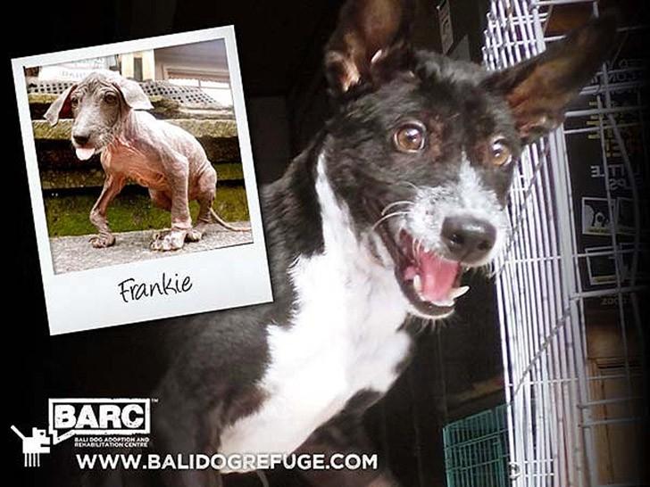 Фотография: Спасение и невероятное преображение пса Фрэнки, найденного в канаве №9 - BigPicture.ru