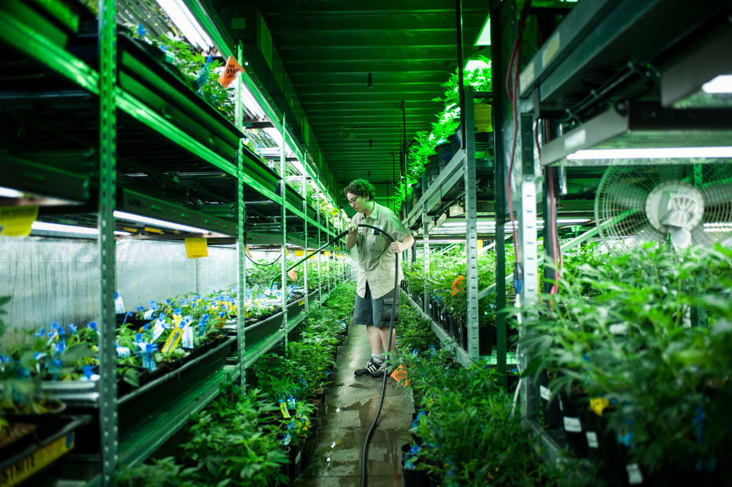 Фотография: Как в Колорадо выращивают легальную коноплю №2 - BigPicture.ru