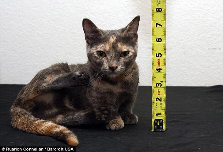 Фотография: Пиксель — кошка с самыми короткими лапками в мире №2 - BigPicture.ru