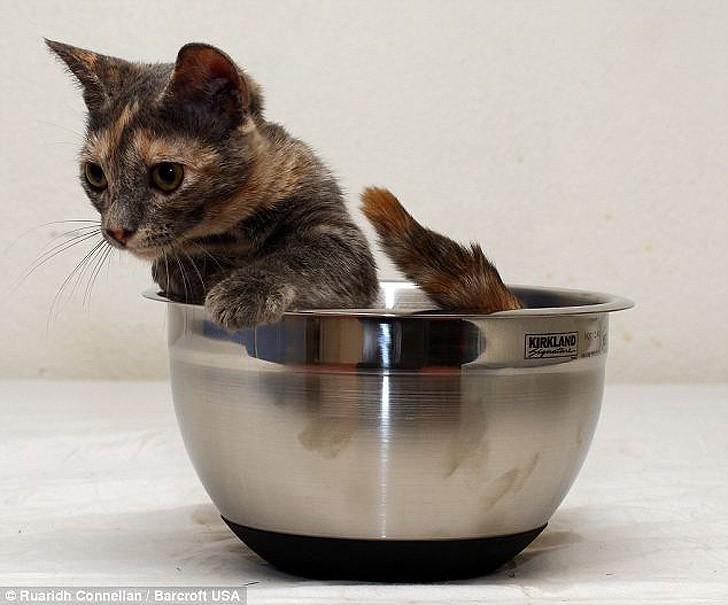 Фотография: Пиксель — кошка с самыми короткими лапками в мире №4 - BigPicture.ru