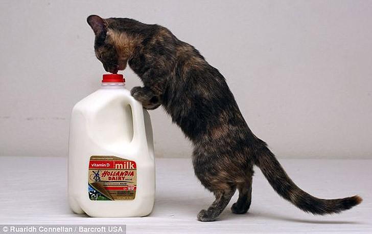 Фотография: Пиксель — кошка с самыми короткими лапками в мире №5 - BigPicture.ru