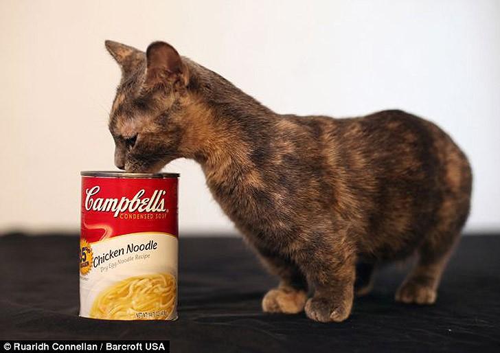 Фотография: Пиксель — кошка с самыми короткими лапками в мире №1 - BigPicture.ru