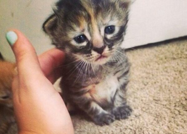Муррманентно — самый грустный котенок