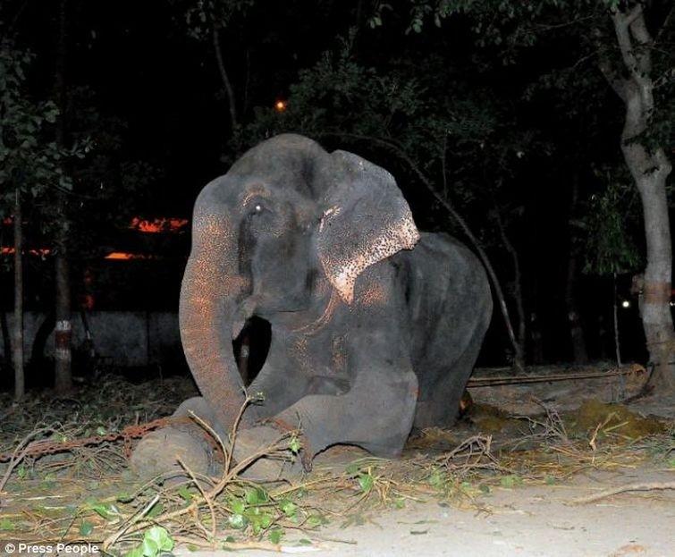 Фотография: Спасение слона, проведшего 50 лет в неволе, который плакал от счастья №2 - BigPicture.ru