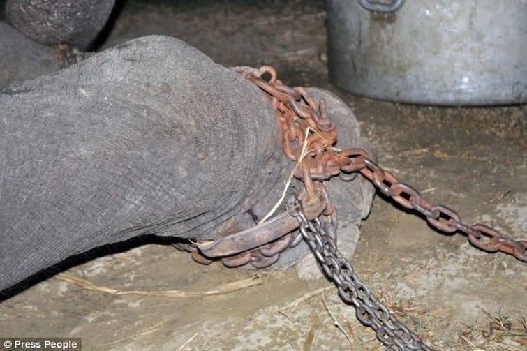 Фотография: Спасение слона, проведшего 50 лет в неволе, который плакал от счастья №3 - BigPicture.ru