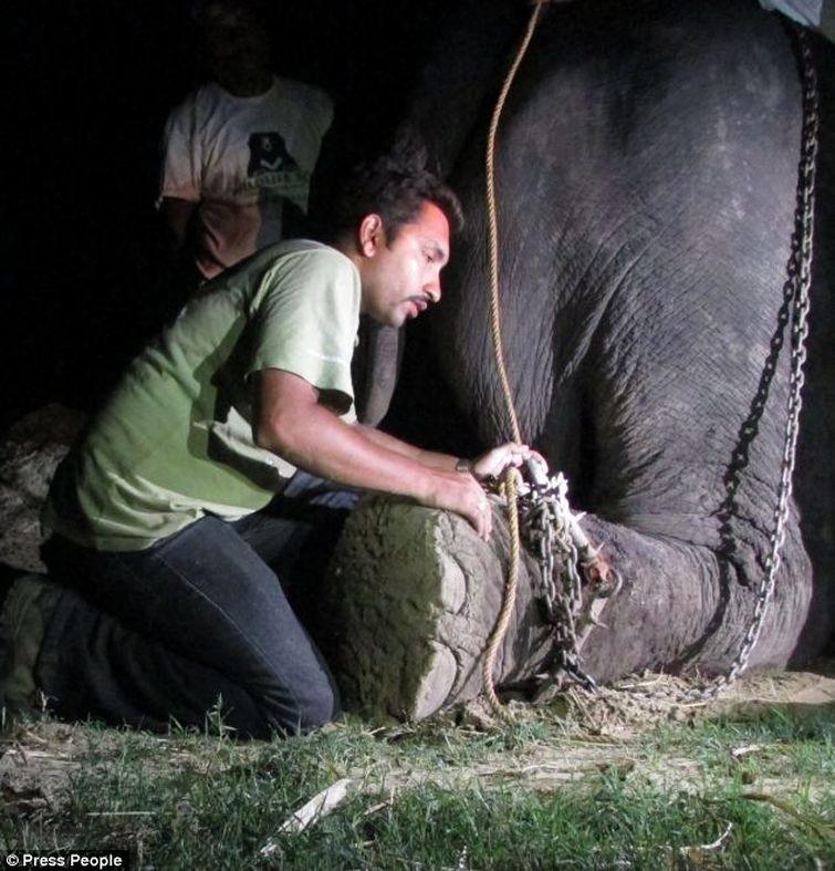 Фотография: Спасение слона, проведшего 50 лет в неволе, который плакал от счастья №4 - BigPicture.ru