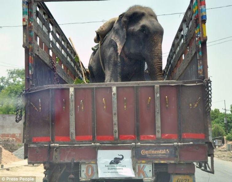 Фотография: Спасение слона, проведшего 50 лет в неволе, который плакал от счастья №6 - BigPicture.ru