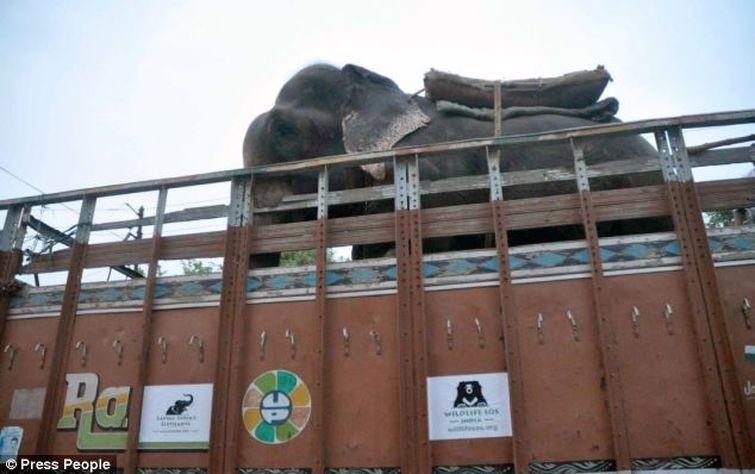 Фотография: Спасение слона, проведшего 50 лет в неволе, который плакал от счастья №7 - BigPicture.ru