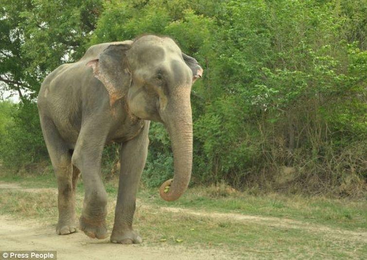 Фотография: Спасение слона, проведшего 50 лет в неволе, который плакал от счастья №9 - BigPicture.ru