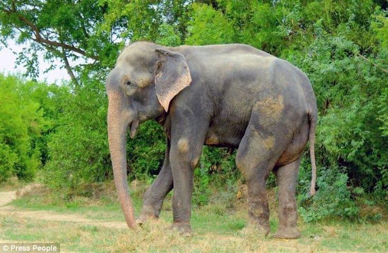 Фотография: Спасение слона, проведшего 50 лет в неволе, который плакал от счастья №10 - BigPicture.ru