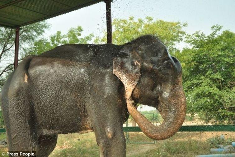Фотография: Спасение слона, проведшего 50 лет в неволе, который плакал от счастья №11 - BigPicture.ru