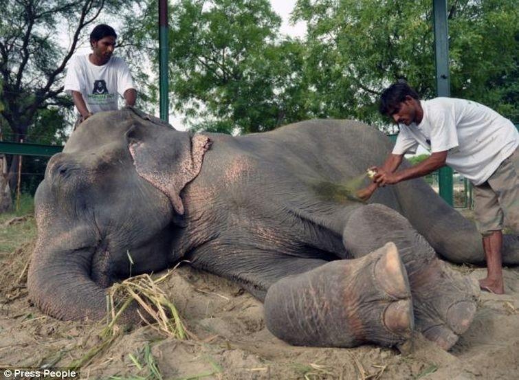 Фотография: Спасение слона, проведшего 50 лет в неволе, который плакал от счастья №12 - BigPicture.ru