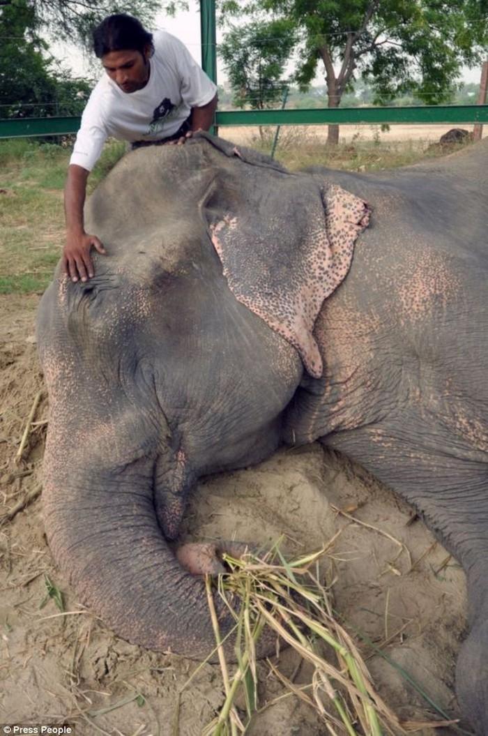 Фотография: Спасение слона, проведшего 50 лет в неволе, который плакал от счастья №13 - BigPicture.ru