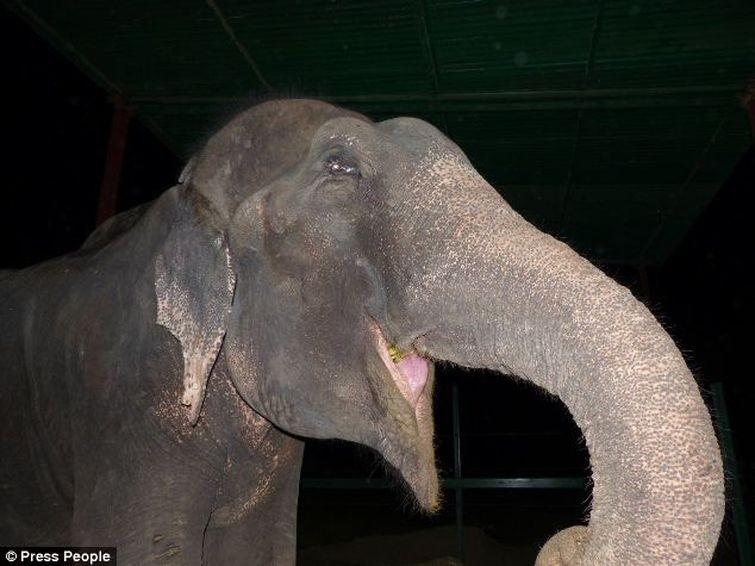Фотография: Спасение слона, проведшего 50 лет в неволе, который плакал от счастья №1 - BigPicture.ru