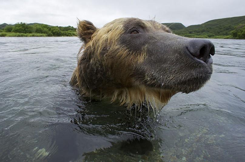 Фотография: Охота бурых медведей на лосось на Дальнем Востоке России №7 - BigPicture.ru