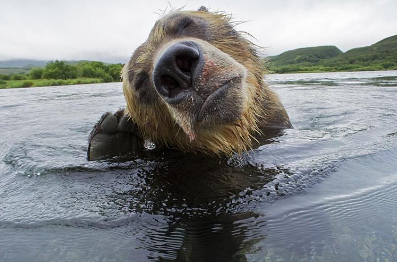 Фотография: Охота бурых медведей на лосось на Дальнем Востоке России №8 - BigPicture.ru