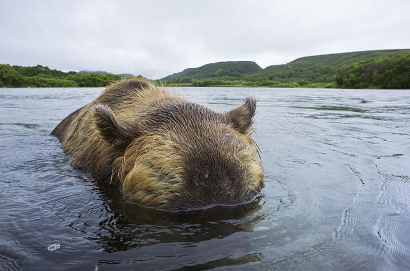 Фотография: Охота бурых медведей на лосось на Дальнем Востоке России №9 - BigPicture.ru