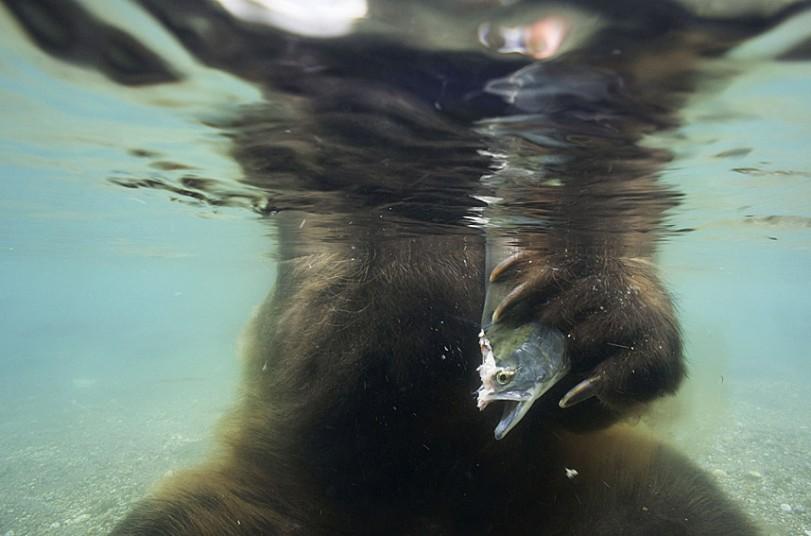 Фотография: Охота бурых медведей на лосось на Дальнем Востоке России №14 - BigPicture.ru