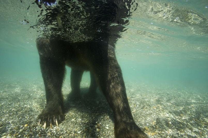 Фотография: Охота бурых медведей на лосось на Дальнем Востоке России №15 - BigPicture.ru