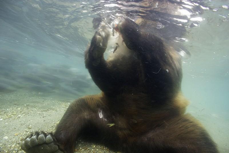Фотография: Охота бурых медведей на лосось на Дальнем Востоке России №16 - BigPicture.ru