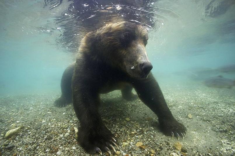 Фотография: Охота бурых медведей на лосось на Дальнем Востоке России №18 - BigPicture.ru