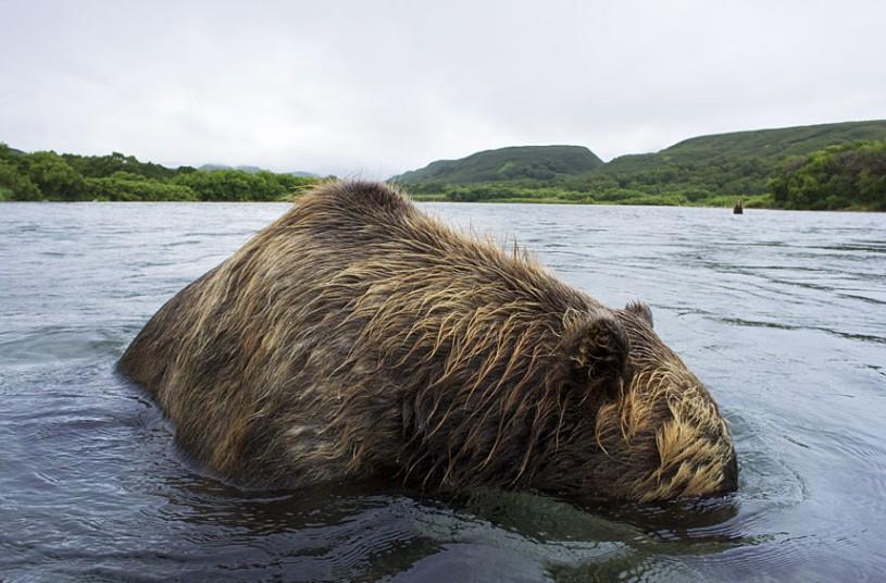 Фотография: Охота бурых медведей на лосось на Дальнем Востоке России №20 - BigPicture.ru