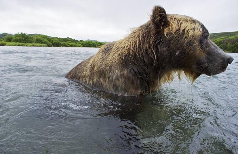 Фотография: Охота бурых медведей на лосось на Дальнем Востоке России №21 - BigPicture.ru